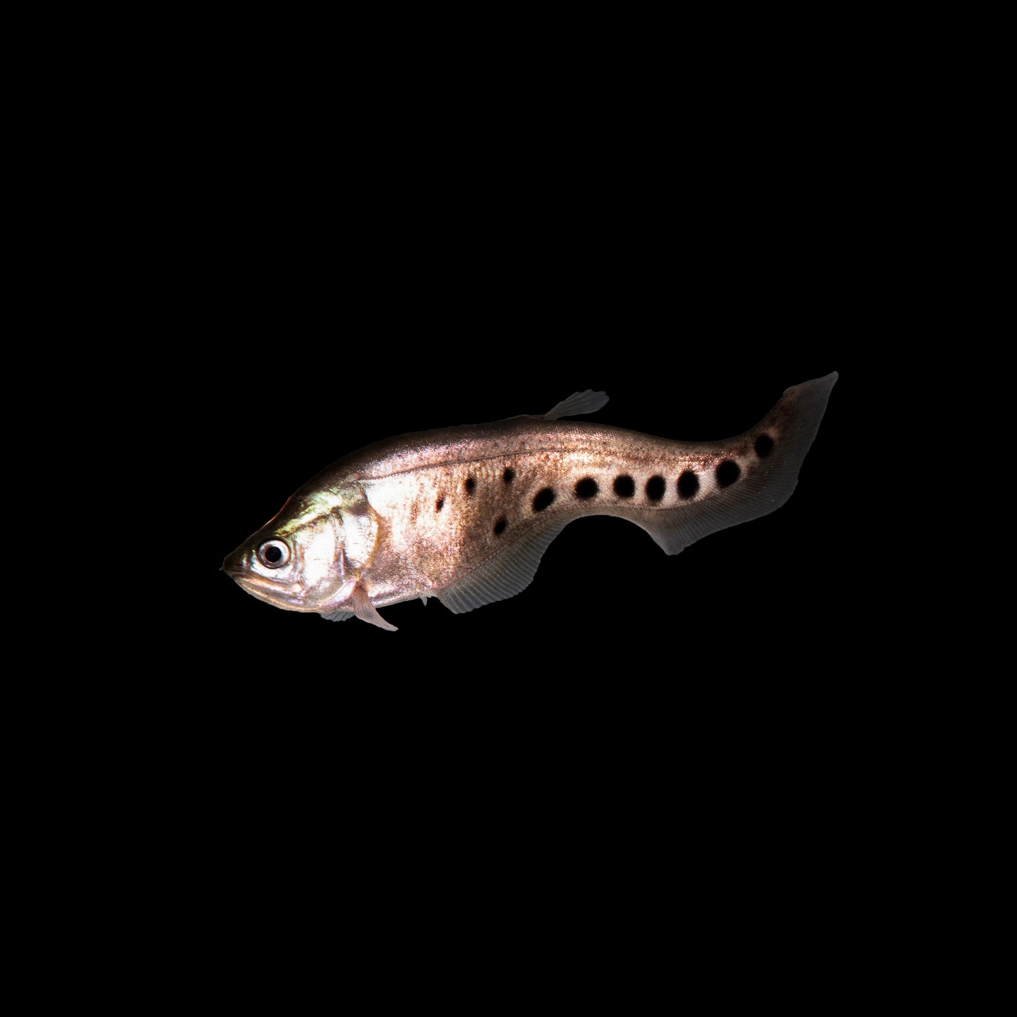 Clown Knife Fish-3''