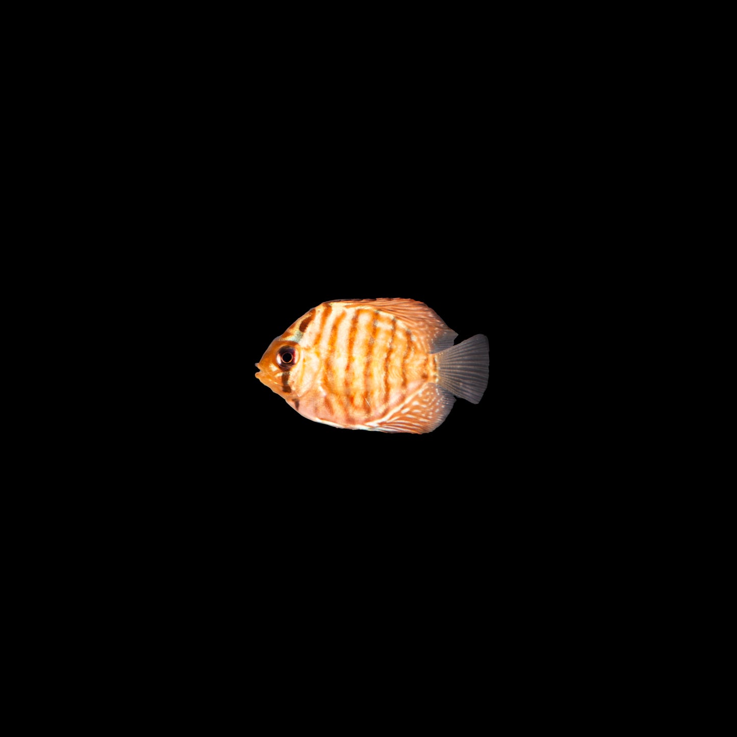 Discus Fish-2 inch