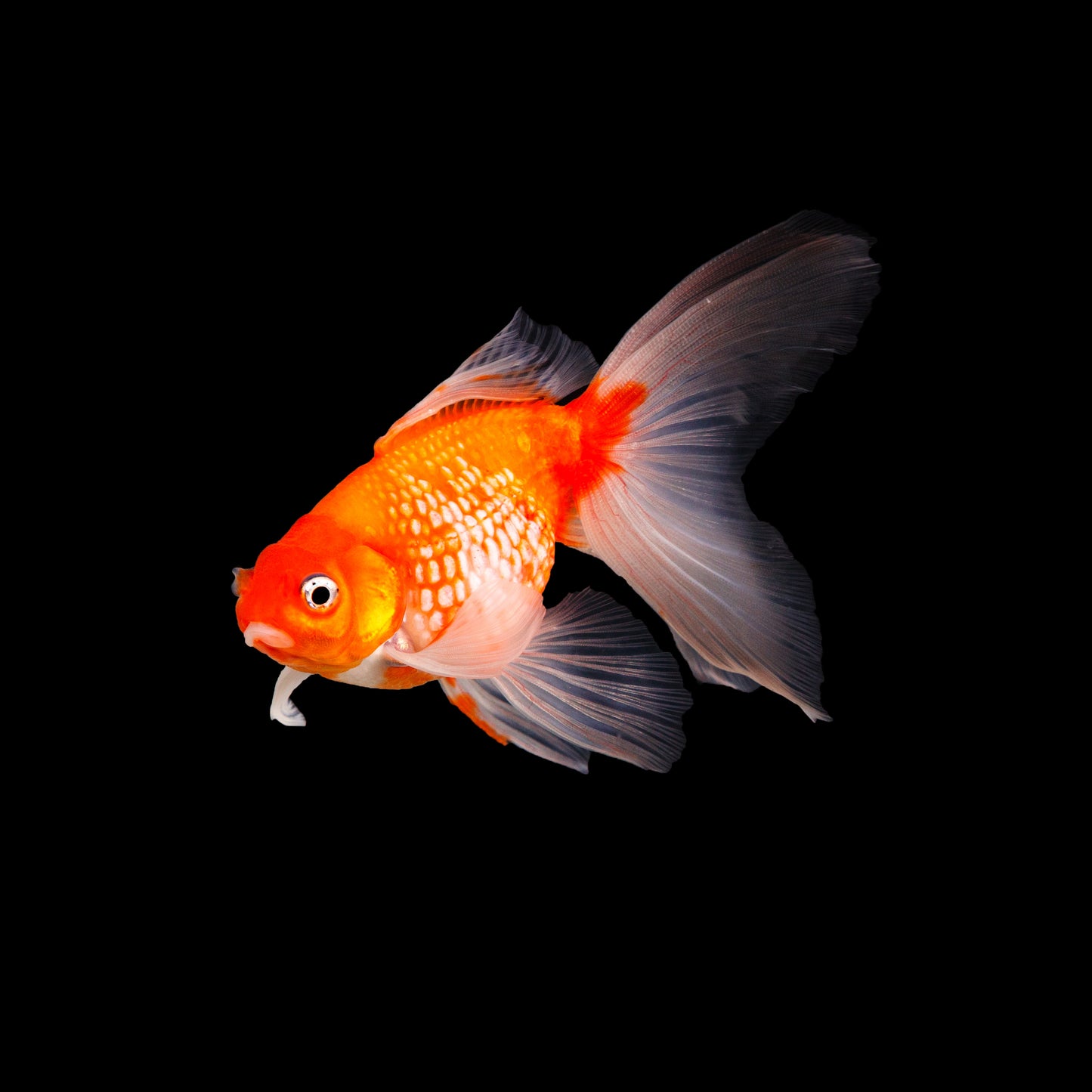 Lichu Goldfish