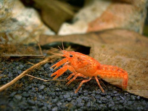 Lobster Red - M (Pre-Order)