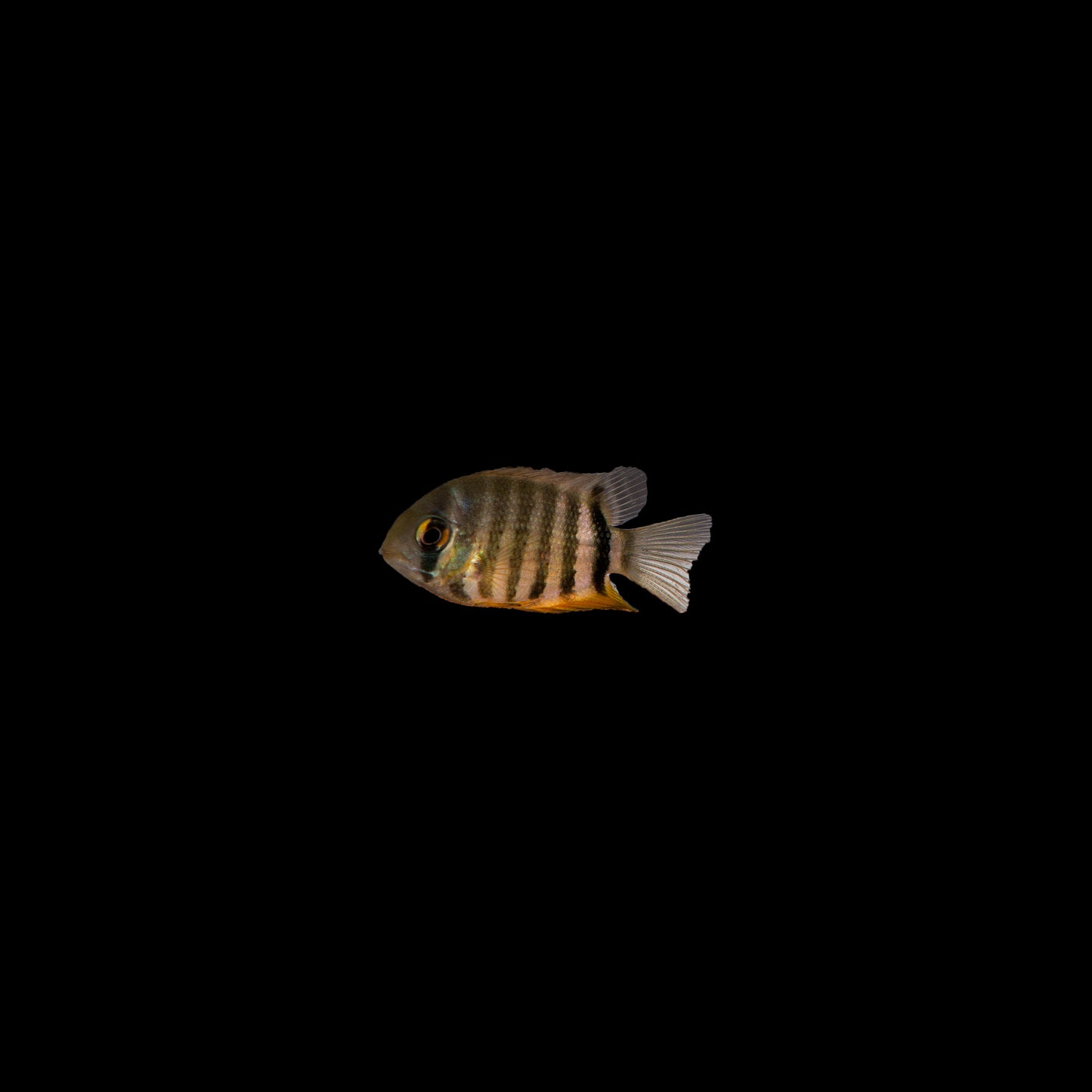 Discus Fish-2 inch