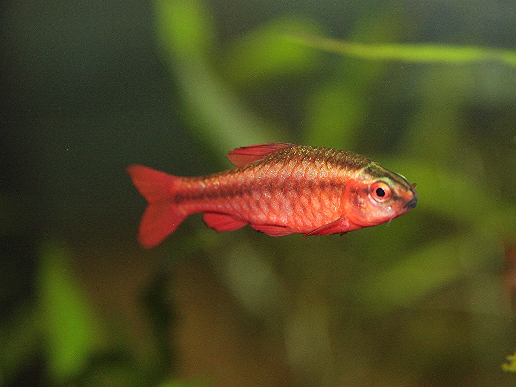 Cherry Barb - M (Pre-Order)