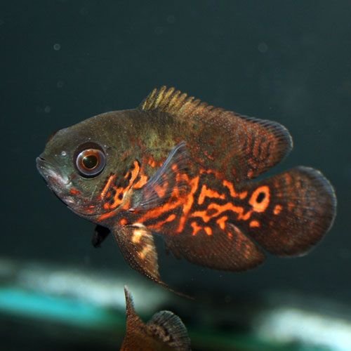 Tiger Oscars-2.5 inch