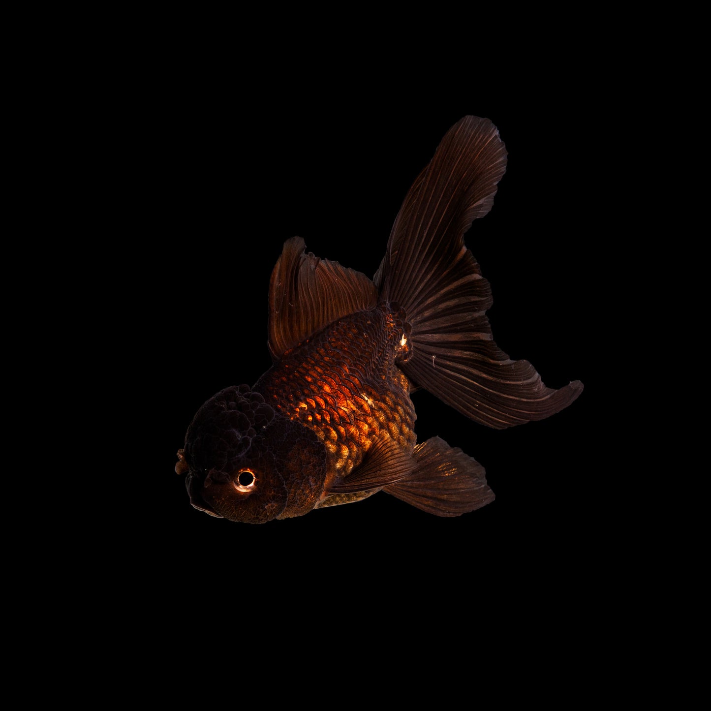 Black Oranda 4 inch