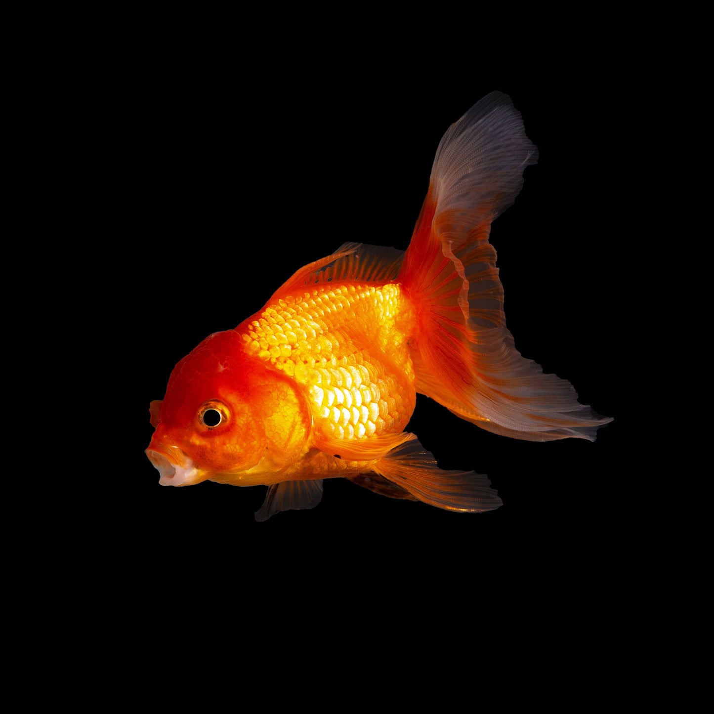 Assorted Oranda 2 inch