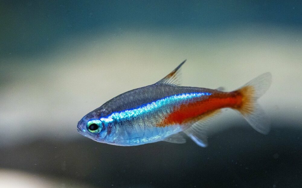 Neon Tetra-M