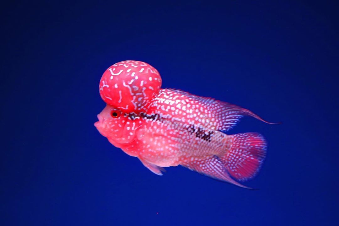 SRD Flower Horn 3.5''-4'' Plus (Pre-Order)