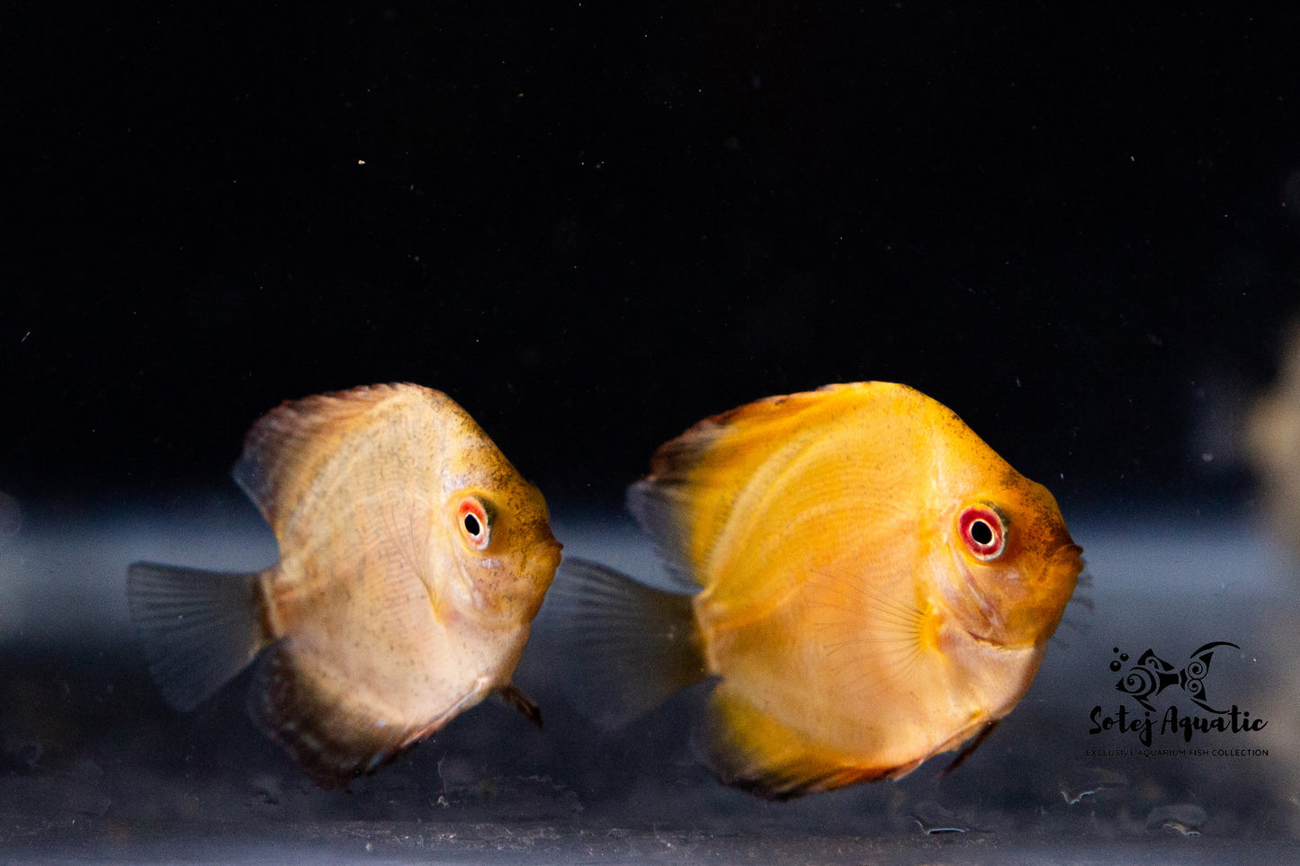 Discus Fish-2 inch