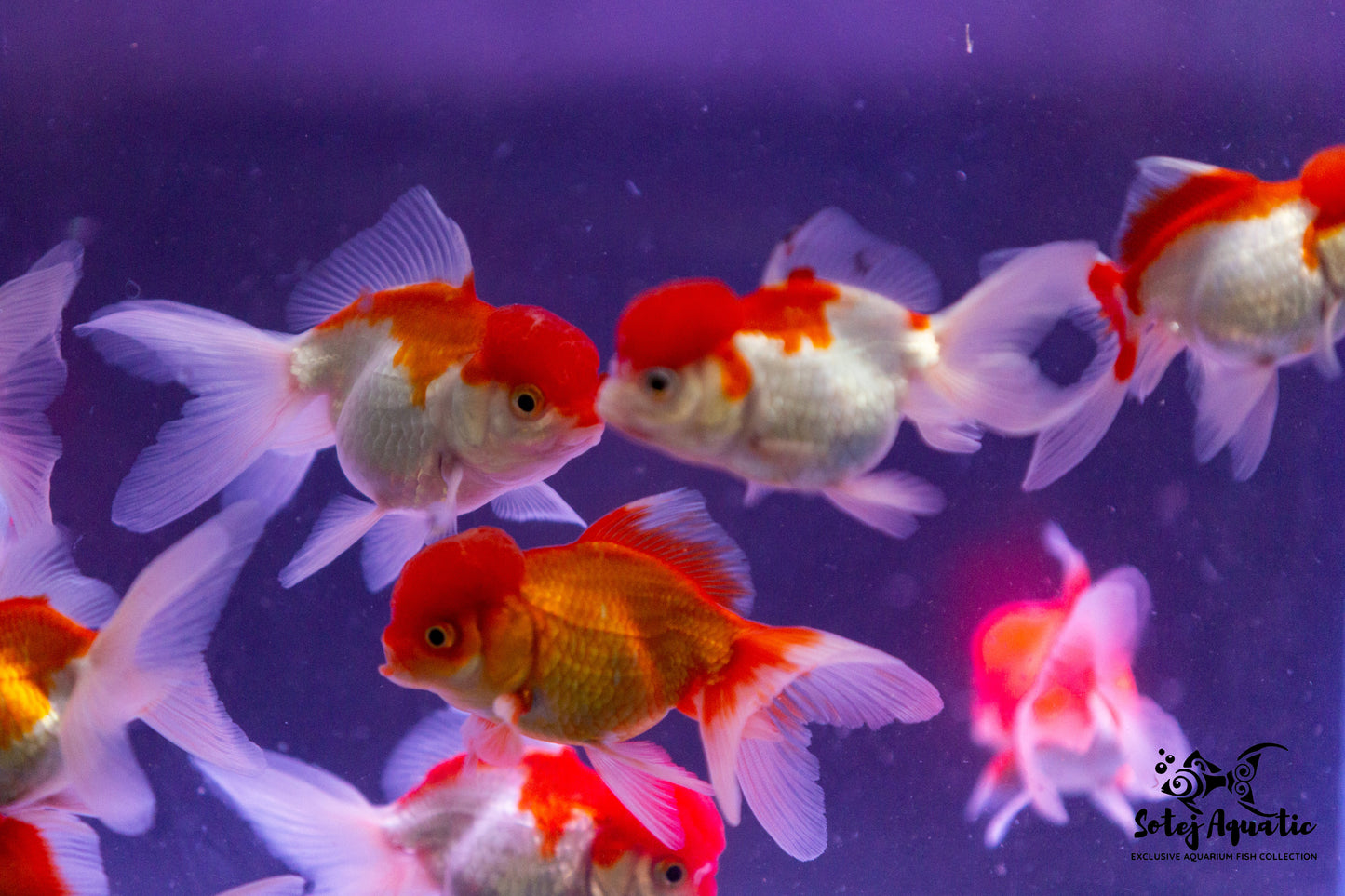 Lion Head Oranda 3''