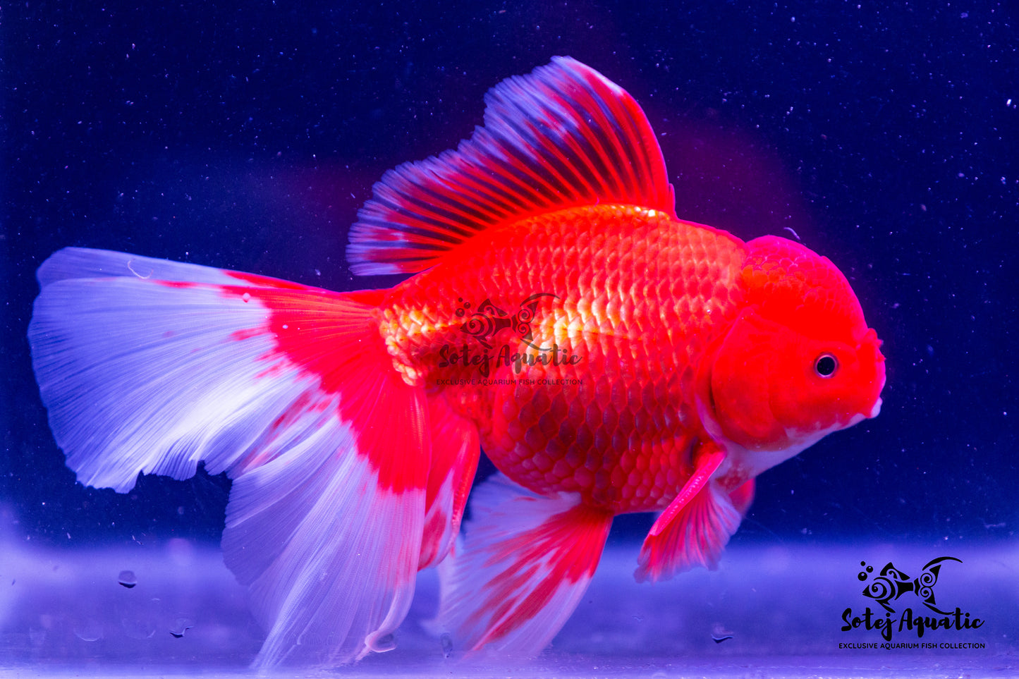 Giant Oranda-5''