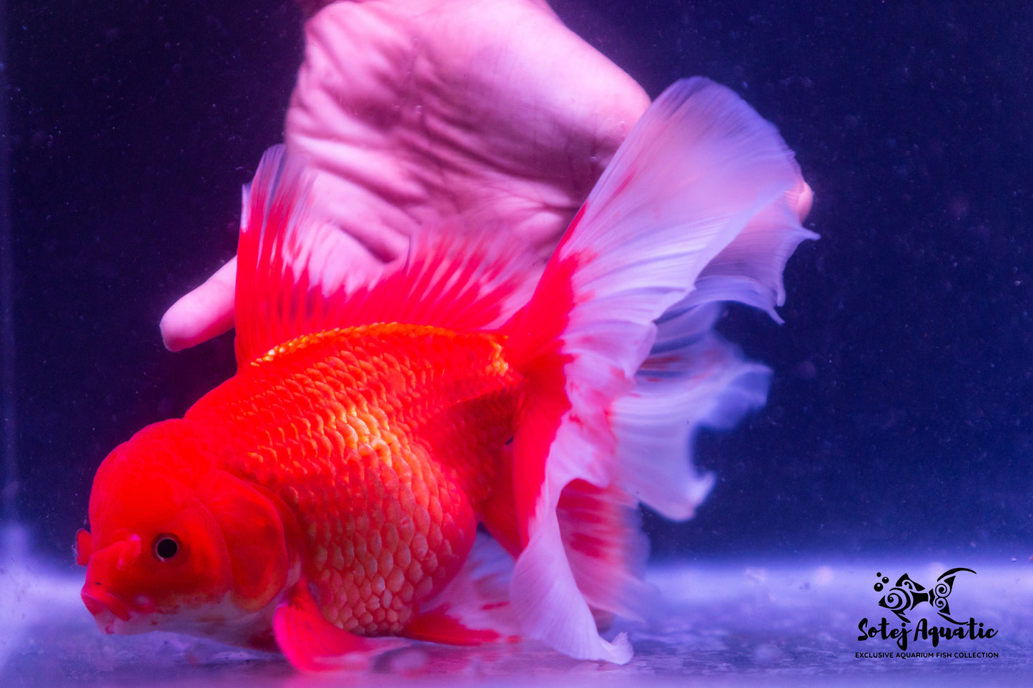 Giant Oranda-5''