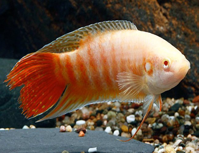 Albino-Paradise Gouramis