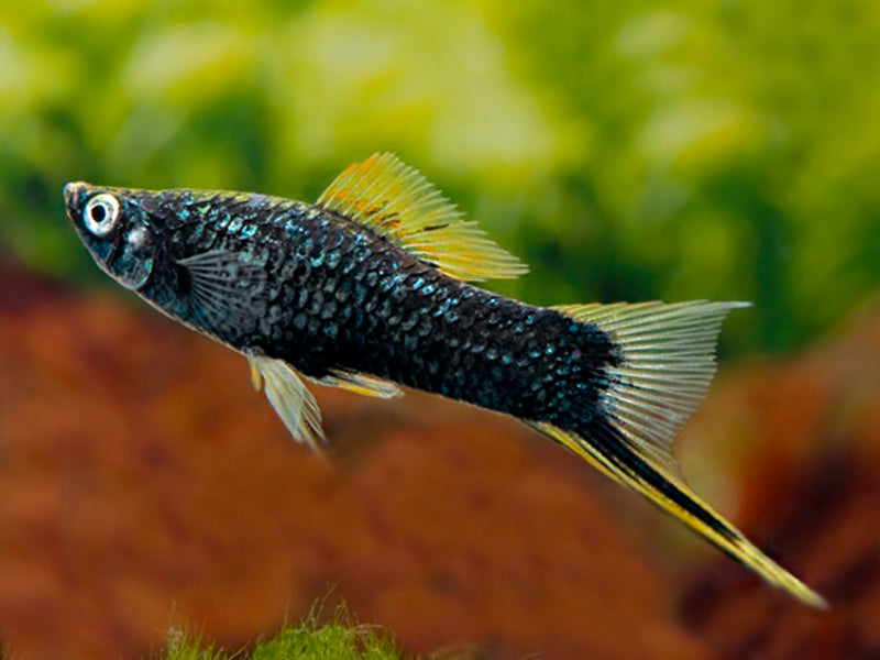 Black-Swordtail