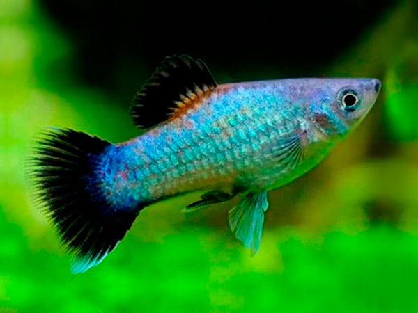 Blue Platy