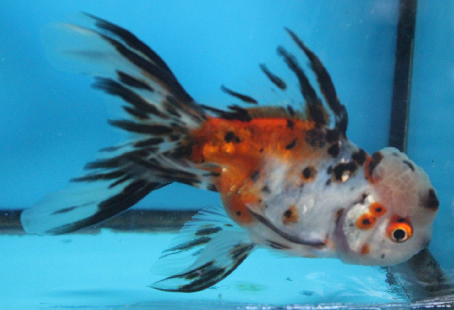 Calico Oranda 3 inch