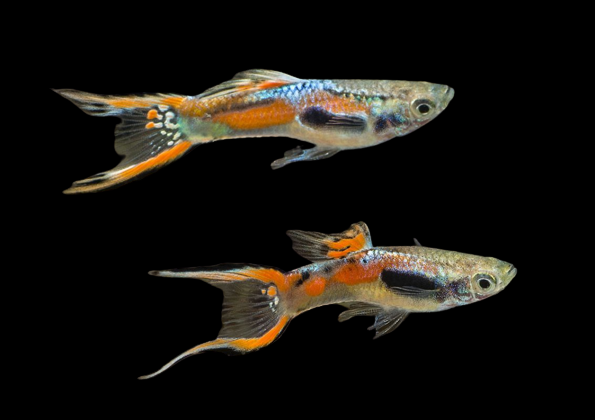 Endler guppies XL ( Pre-order based )