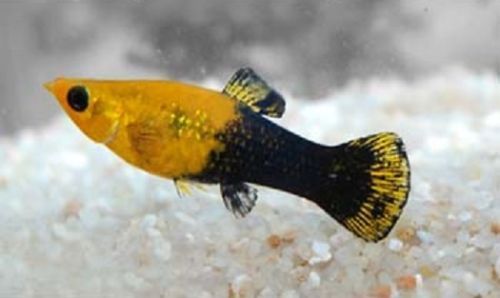 Golddust Molly