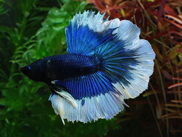 Halfmoon Blue & White