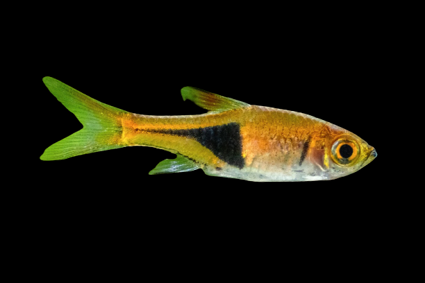 Harlequin Rasbora Tettra 2.2 Cm ( Pre-order based )