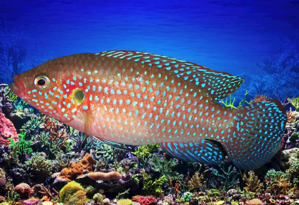 Jewel Cichlid Fish 2" ( Pre-Order Based )