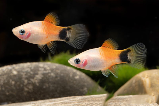 Mickey Mouse Candy Platy - M (Pre-Order)