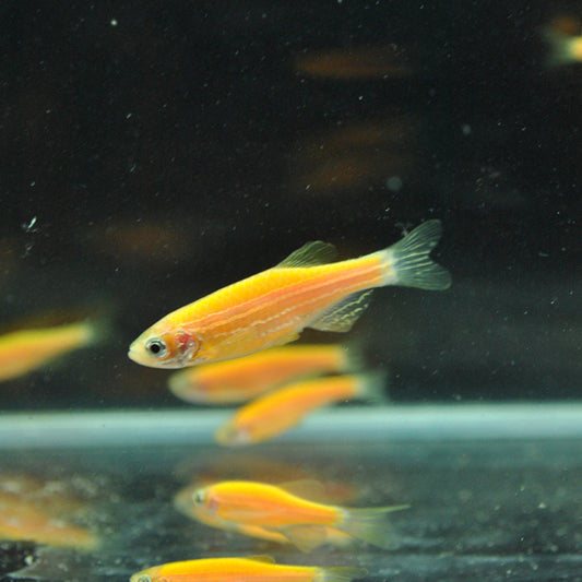 Yellow Zebra Danio - M