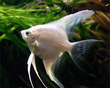 Platinum Angel Pure Breed 2'' Plus