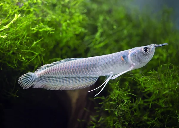 Silver Arowana 4''