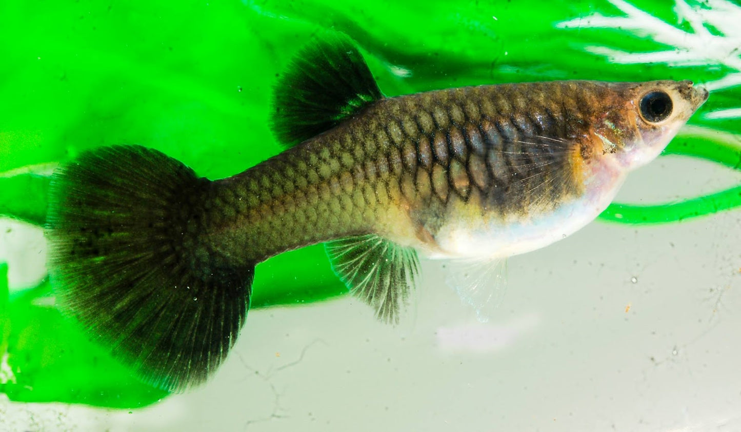 Black Moscow Guppy Female - M (Pre-Order)