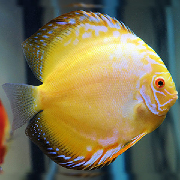 Assorted Discus mix colour 4"