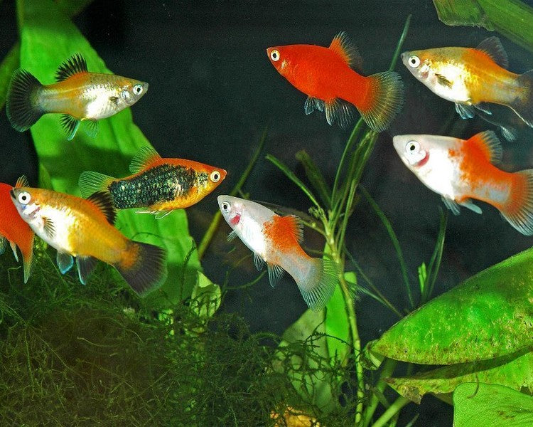 Assorted Platy