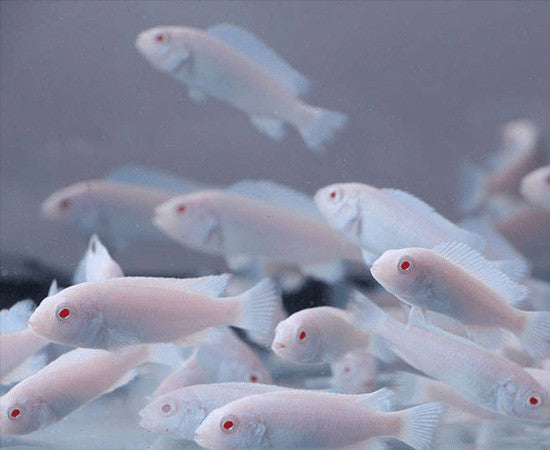 Snow White Cichlid 2 '' Plus