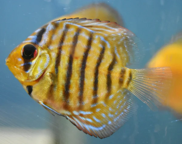 Assorted Discus mix colour 2"