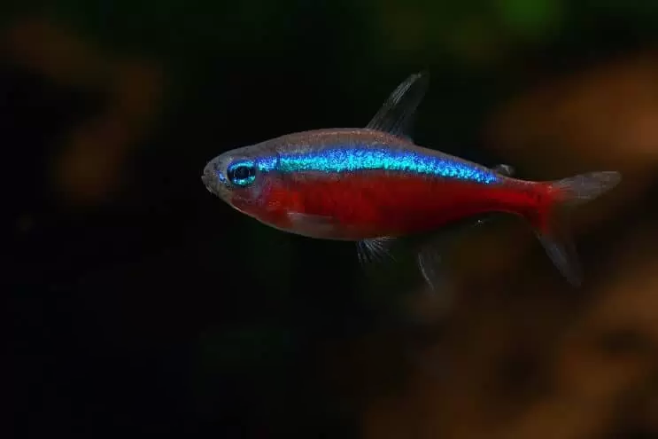 Cardinal Tetra-M (Pre-Order)