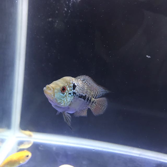 Flowerhorn Baby 2.5''