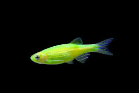 Green Danio