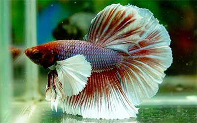 Halfmoon Elephant Ear