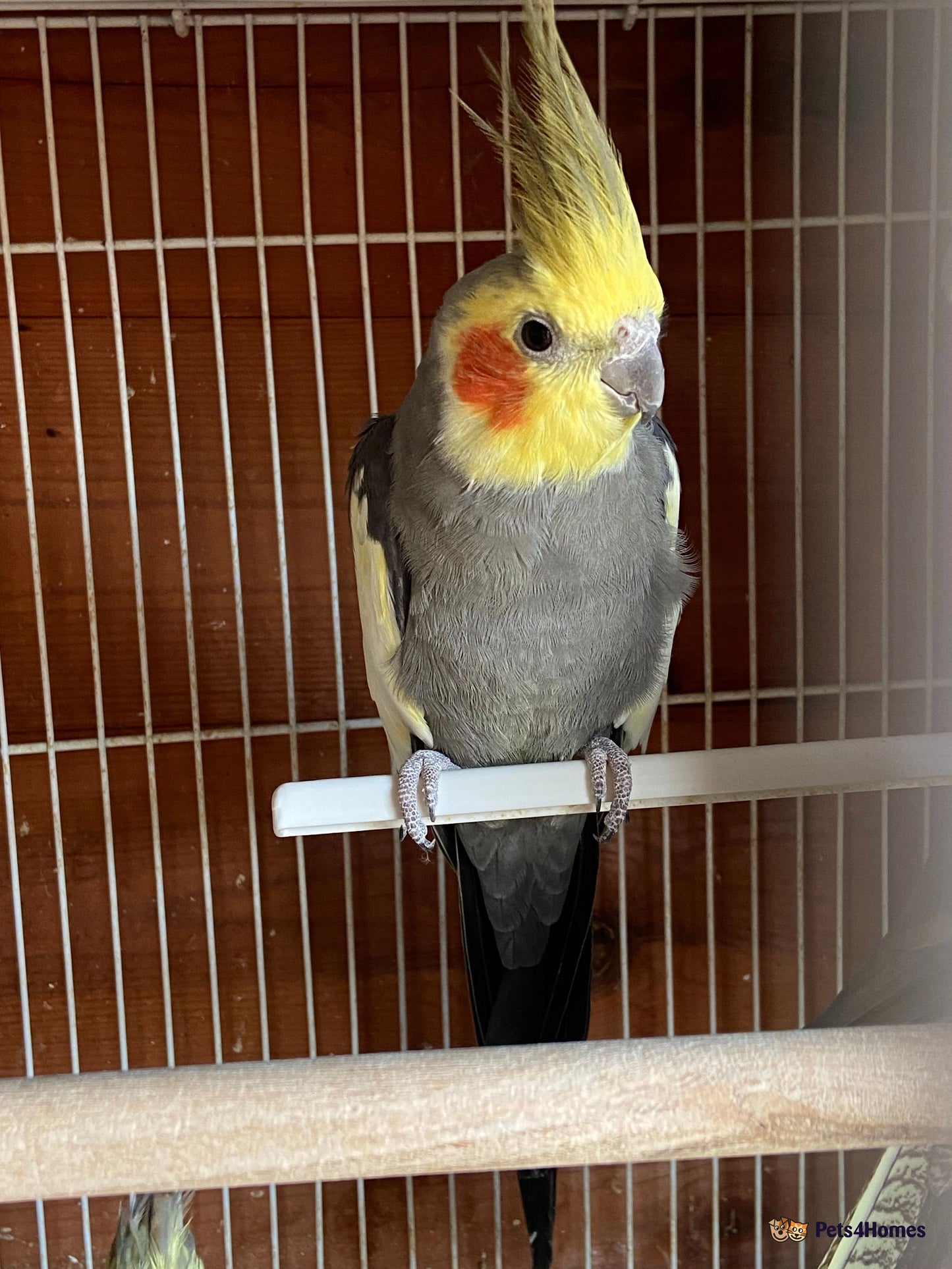 Grey cockatiel bird