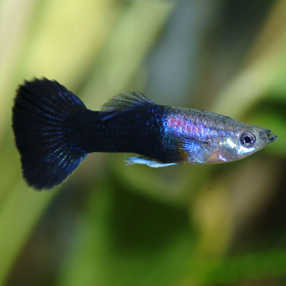 Half Black guppy