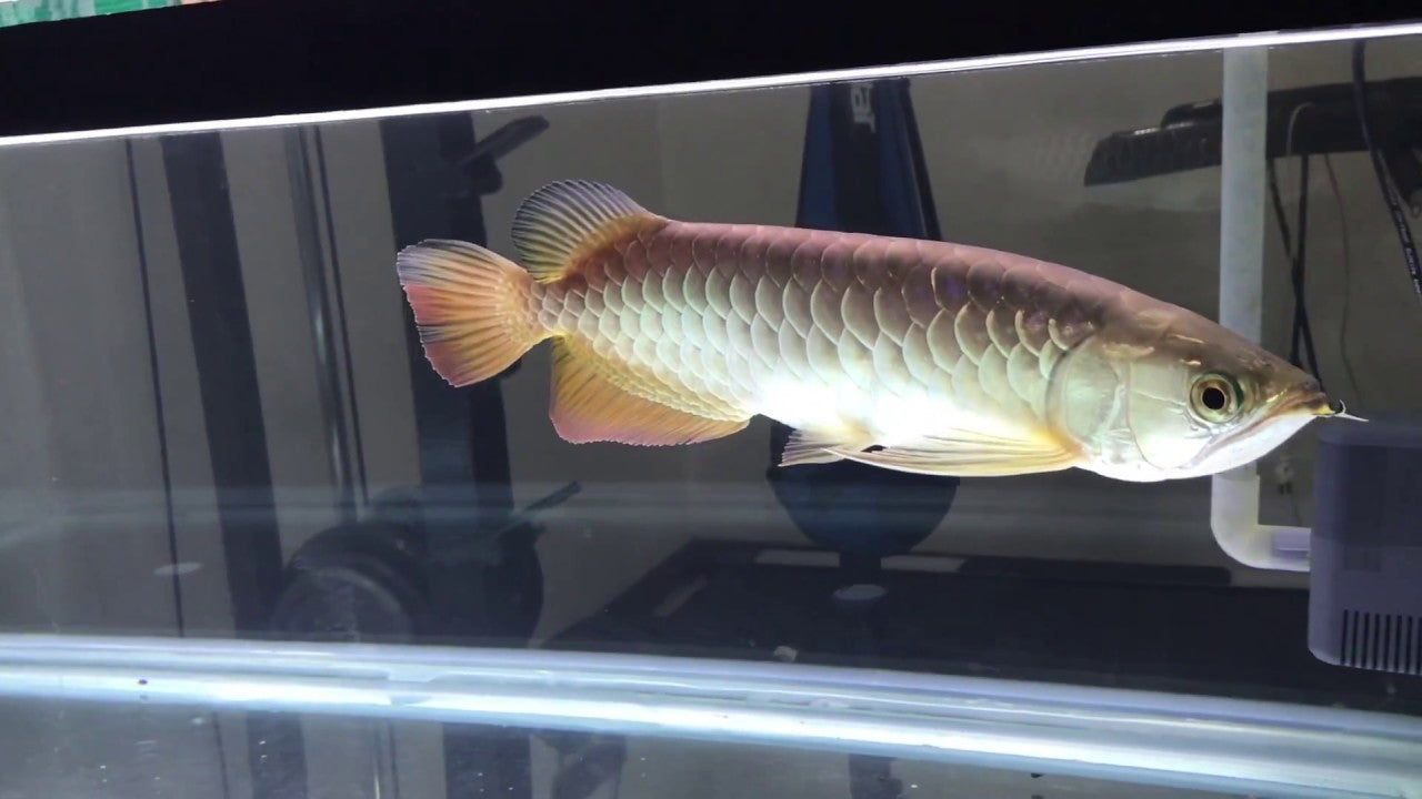 RTG Arowana Fish 18''