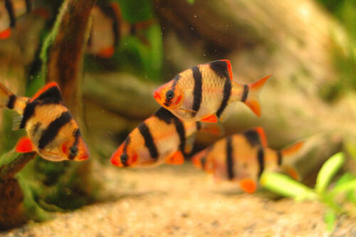 Tiger Barb - M (Pre-Order)