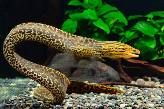 Moray EEl Fresh Watar 8''-10 Inch Plus