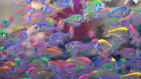 Colour Glass Fish - M