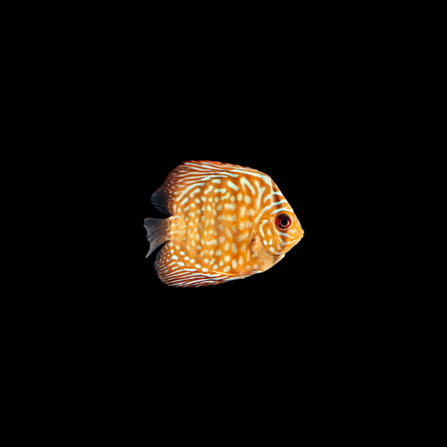Discus Fish-2 inch
