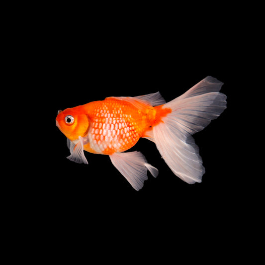 Lichu Goldfish