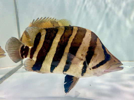 Indo Tiger Fish 10''-11''