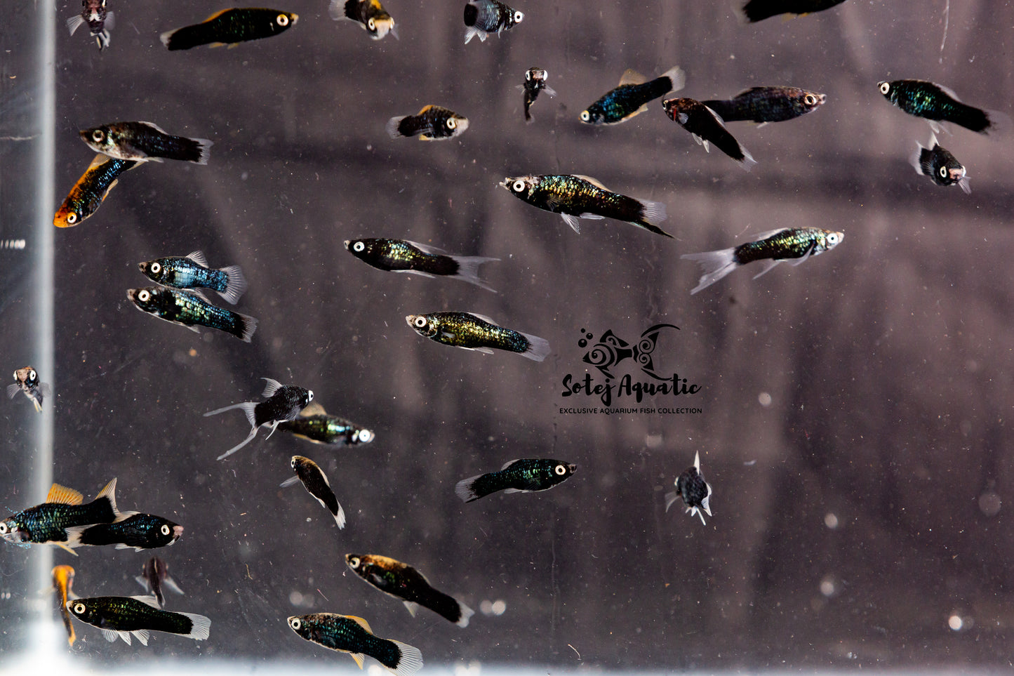 Black Swordtail-XL