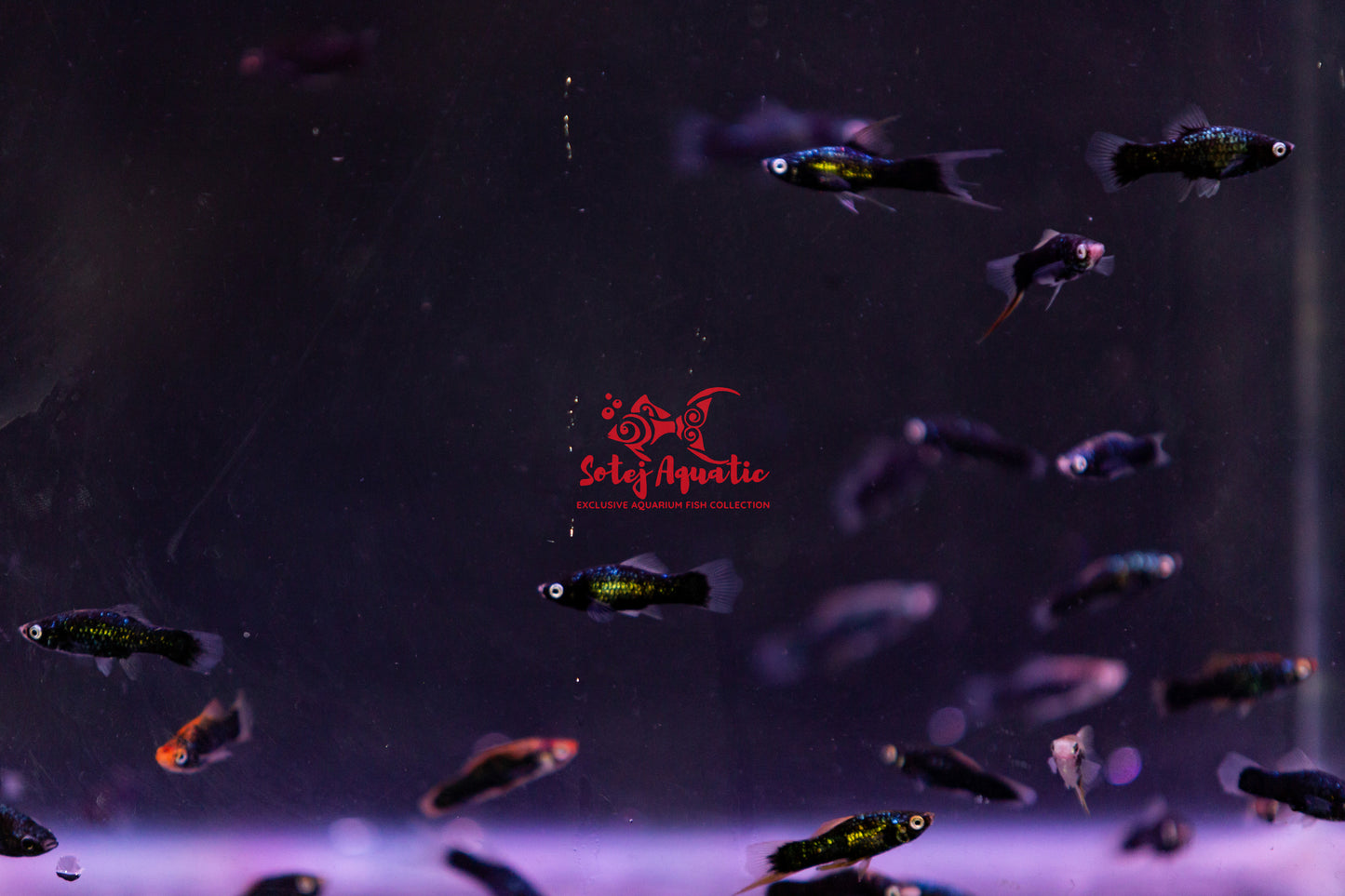 Black Swordtail-XL