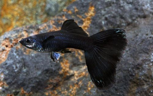 Black Moscow Guppy Male - M (Pre-Order)