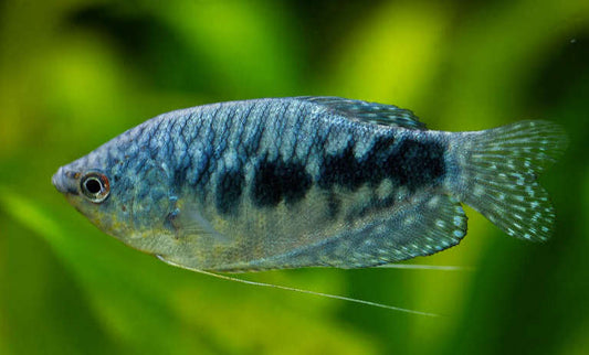 blue gourami